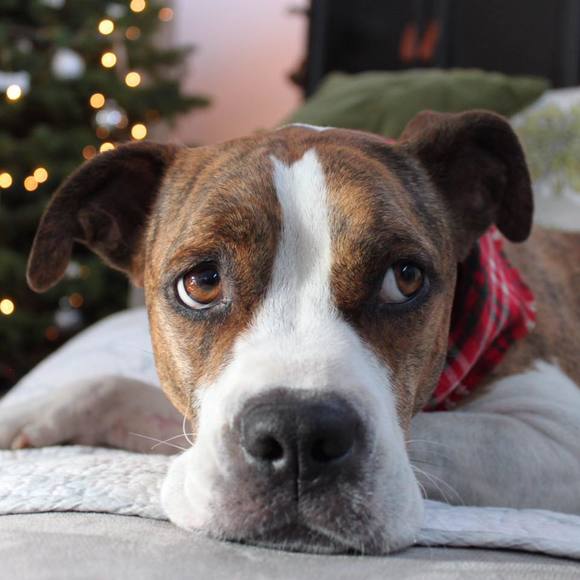 Meet your Posher, Danny - Picture 1 of 1